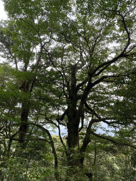 奮起湖大凍山3060163