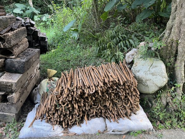 [百山百鳥尋旅-04/15] 2025_0817 龍過脈森林步道2863240