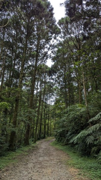 113.06.22坪溪古道-石坑山之旅2533770