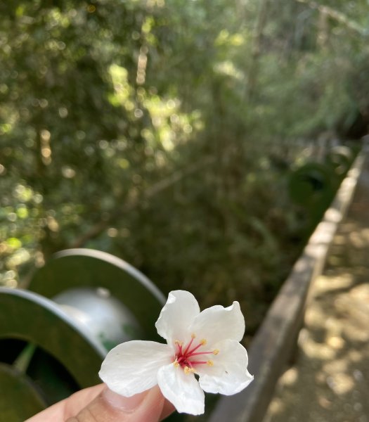 日月潭----徒步環潭3051668