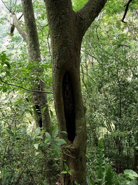 惠蓀林場青蛙石遺址步道398088