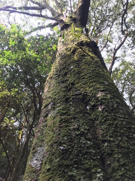 哈勘尼山-河谷O型908646