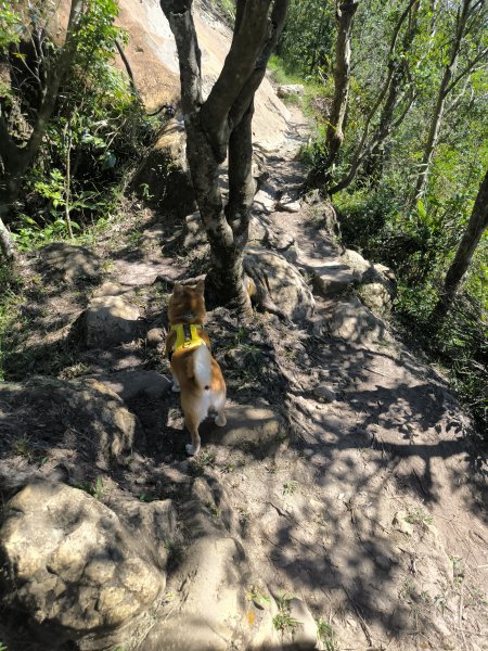 20251004微笑山線：【二格山系】筆架連峰段2904514