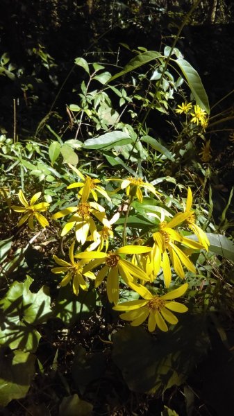 【臺北親山拓印趣】林蔭青蔥的大崙頭尾山738368