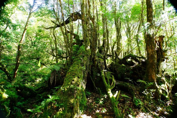 宜蘭 大同 巴博庫魯山3120739