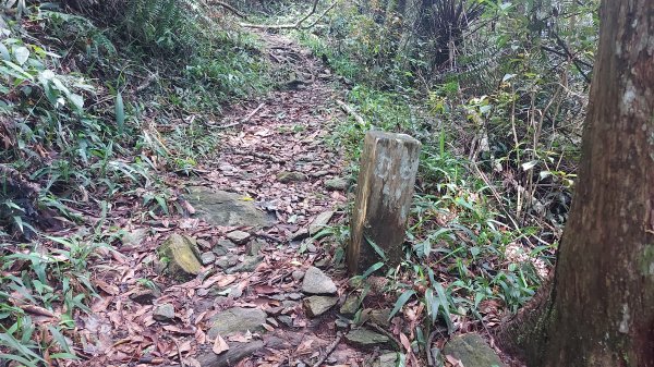 惠蓀林場小出山登山步道關刀山林道起登1726001