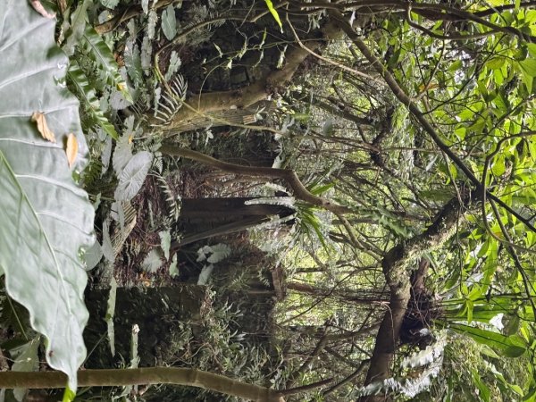 20250518 玉桂嶺山 》司公髻尾山 》九芎坑山》 豬厝步道口  （ 大坪產道）2791947