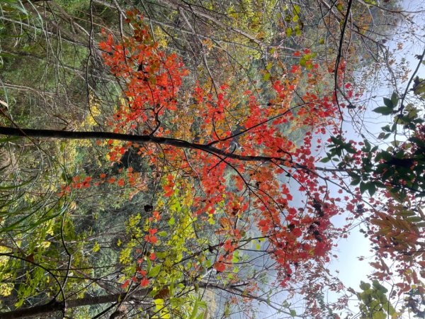 霞喀羅古道-養老進-白石駐在所折返2677497