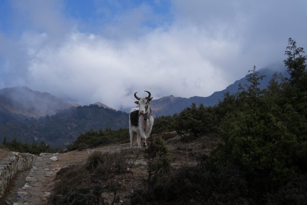 【尼泊爾.3P.EBC.2025-05.solo】【Kongma La Pass(5535m)】2804007