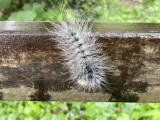 200621 貓仔們NO14小百岳獨立山1007224