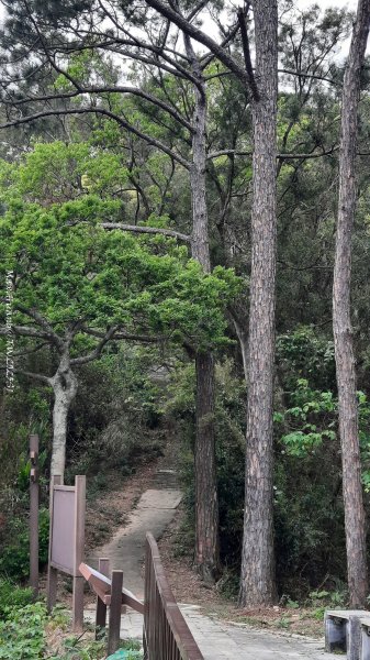 《苗栗》楓香林道｜頭份老崎古道（後花園步道）202503292748854