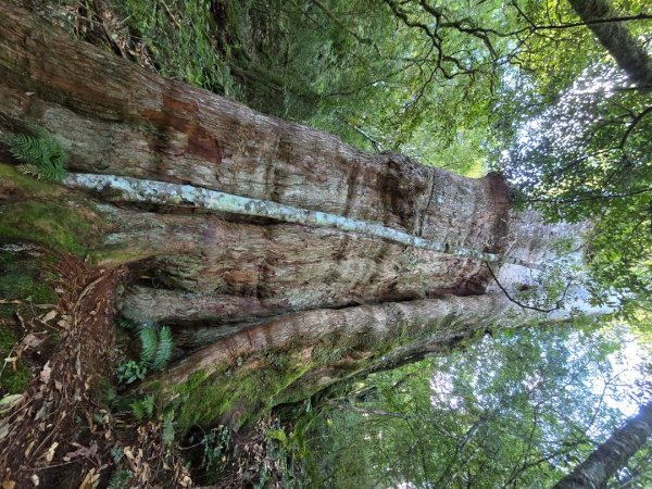 干卓萬山單座百岳驚見‘’萬大豹、水鹿大軍、圓月、雲海、藍天大景2632650