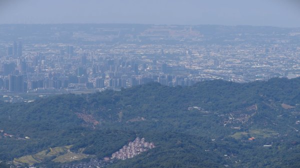 【台灣健行】相思木上的漫步，踏碎微光與樹影 - 大坑3132337