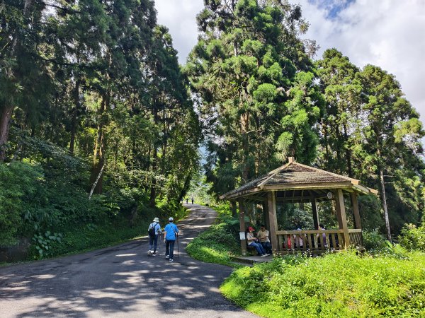 [百山百鳥尋旅-05/15] 2025_0830 溪頭賞鳥步道_銀杏步道2875508