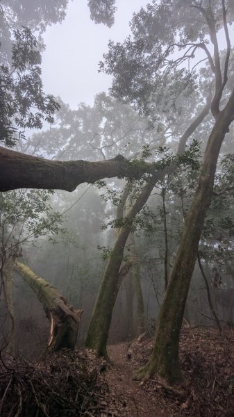 橫龍山、橫龍古道2682952