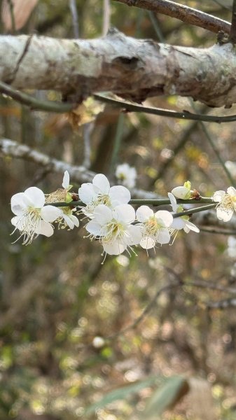 20260127小百岳三腳南山2990268