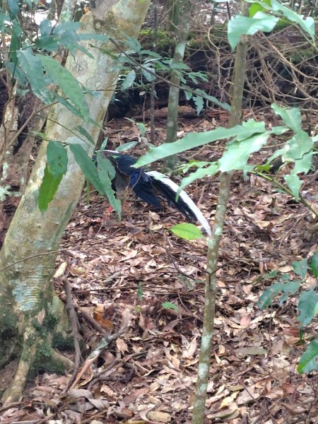 長壽山、肥崠山、醜崠山、大崠山、大崠山經建版2931603