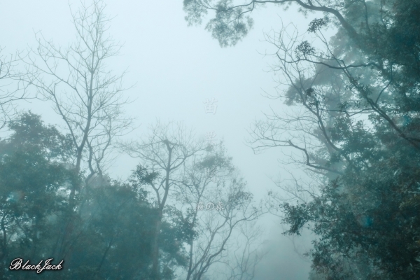 三義霧の森260923