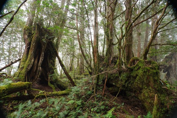 宜蘭 大同 見晴山2890641