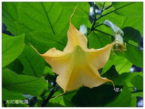 溪頭/山芙蓉之旅712623