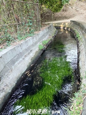 【台中烏日】知高圳步道x雪蓮步道x學田山3027119