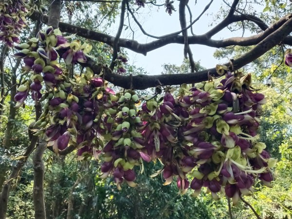 王公坑山血藤花2746265