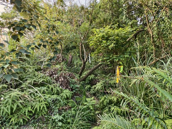 [百山百鳥尋旅-13/15] 2025_0929 圓覺寺步道2900798