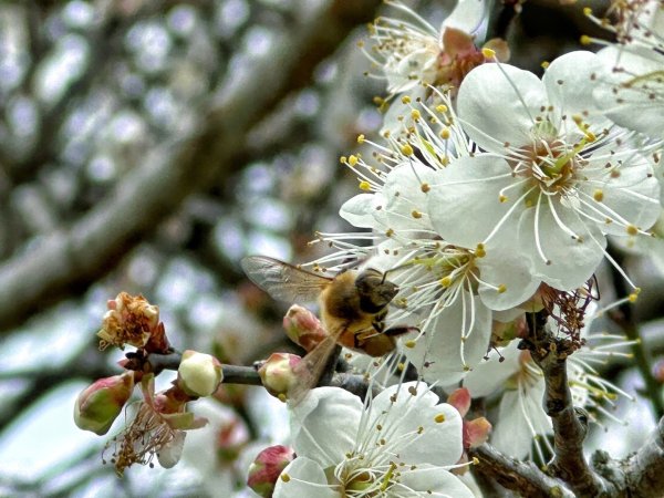 北港溪大峽谷 惠蓀林場2693037
