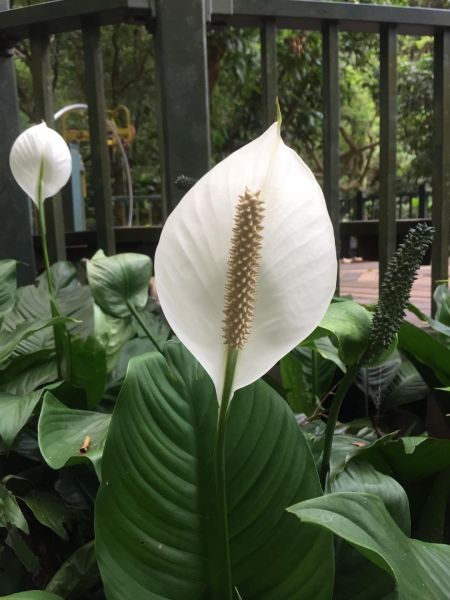 新莊青年公園淨山392589