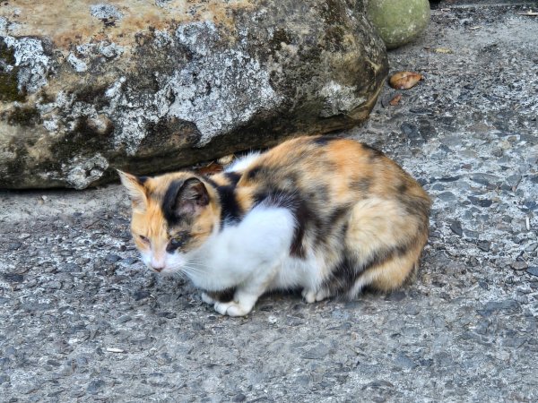 石牛山（小百岳）2909972