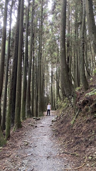 新竹檜山巨木群步道982181