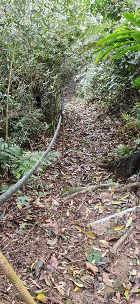 2026-0307 造鎮-文筆山-天華山-南勢角山-蘭花亭-牛伯伯3015836