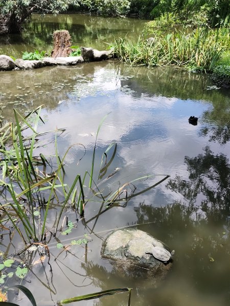 大安森林公園、大港墘公園【走路趣尋寶】【臺北健走趣】2556022