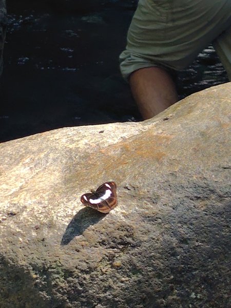 唐麻丹山 蝴蝶谷2918866