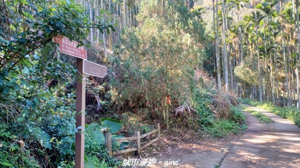 【南投魚池】後尖山步道2968294