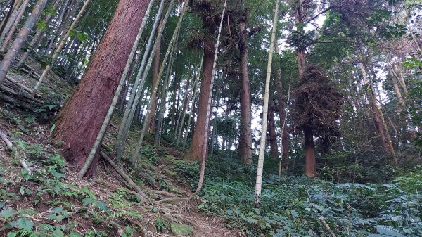 溪頭鳳凰山二刷1667668