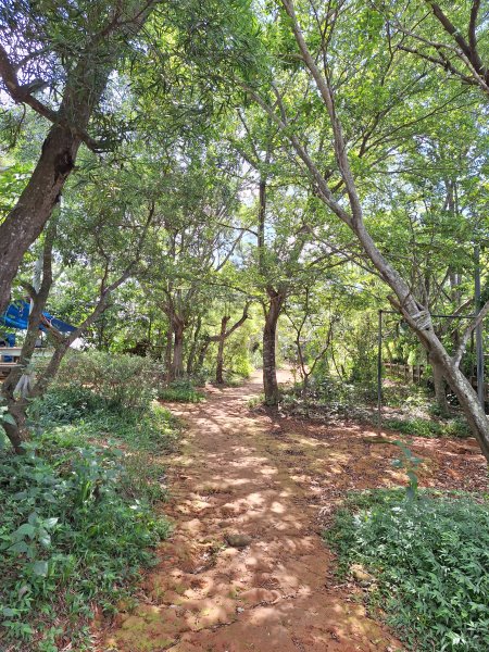 田中森林登山步道＋茶香步道＋赤水崎公園步道202508172862084
