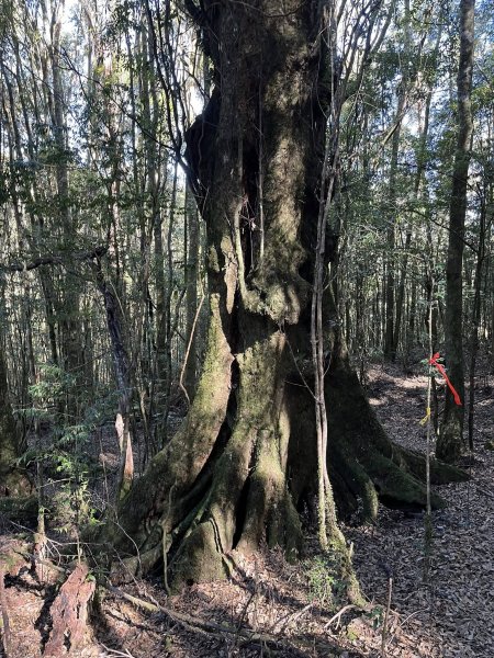 雪見大板根2959273