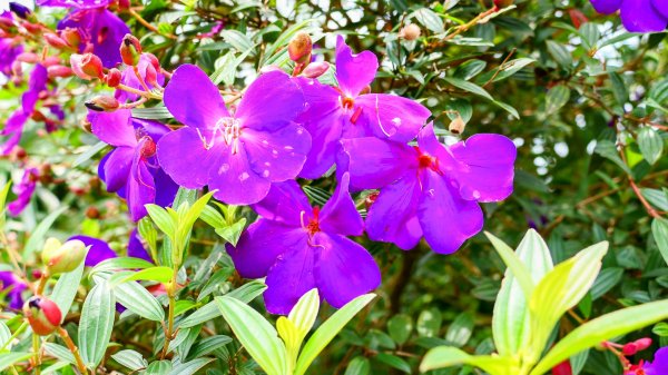 南港四小山。韓美磋2766482