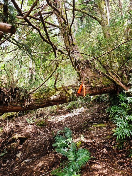 三星山-小百岳#85-宜蘭縣大同鄉2827526