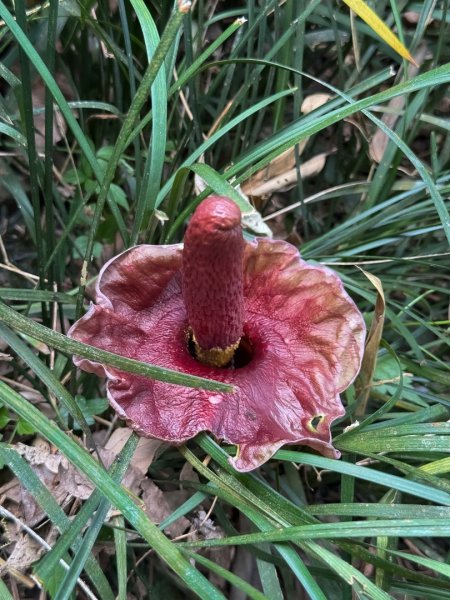 風空子山- 一睹南化水庫風景2771392