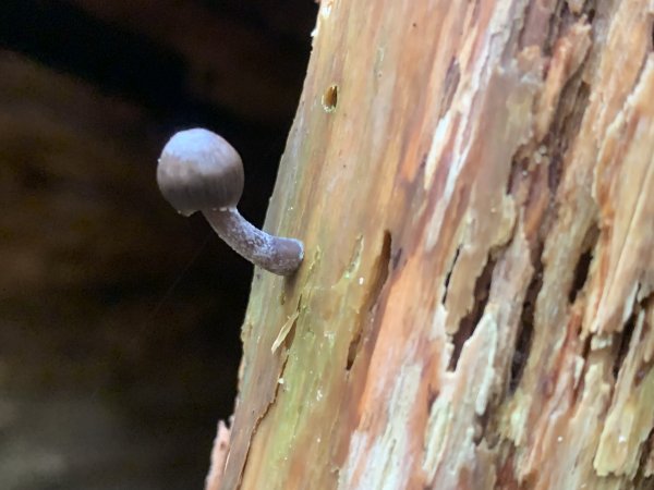 20250517義義兒玉山-東水山2791661