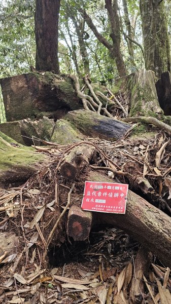 【中級山經典：水社大山、水社主峰】🥾4小時53分的征途，汗水與意志的考驗。2982570