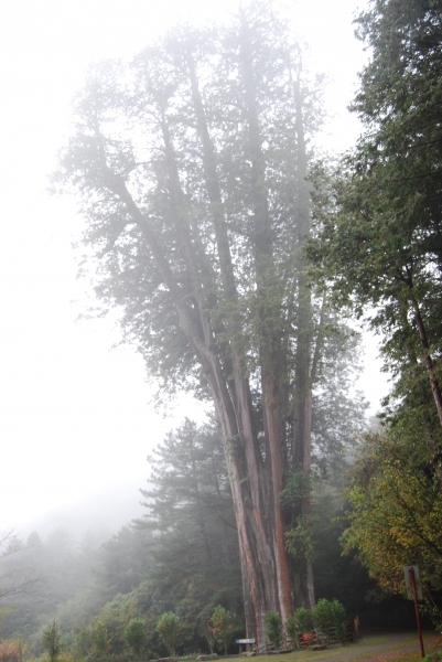 【春夏之際】大雪山神木,天池與帝雉19285