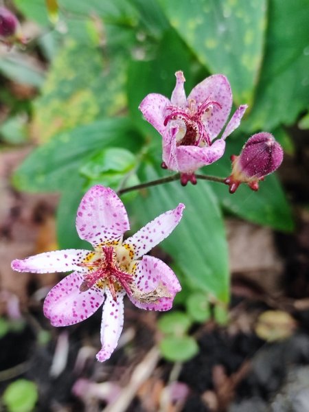 九讚頭車站-大崎棟.茶亭.逃學.騎龍古道20幾K繞大O2972534