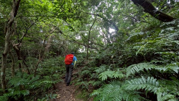 114.06.21大竹坑山-小粗坑山-石門山之旅2818868