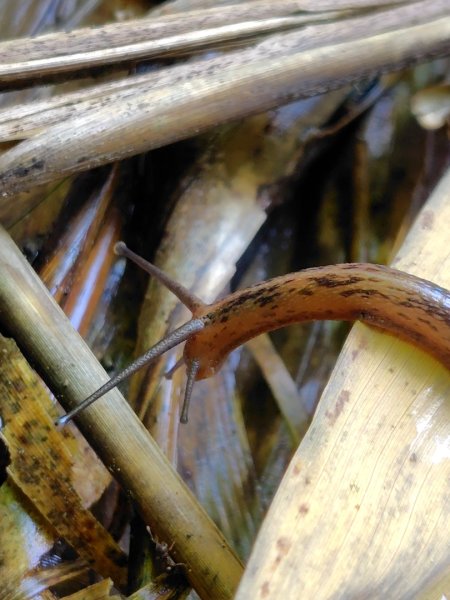 九彎仔步道2816551