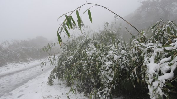 台北後花園下雪了 ！1232082