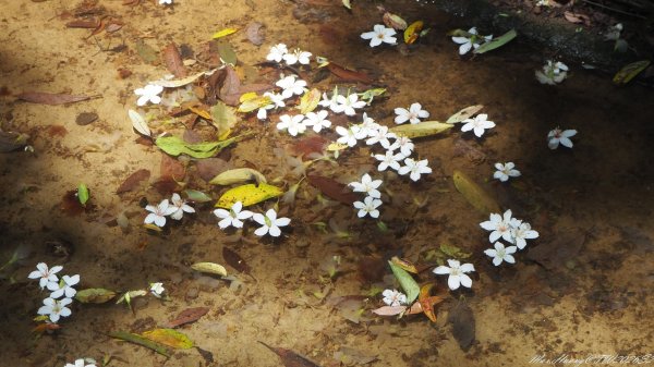 《苗栗》卵石桐花｜好客公園雪桐步道
