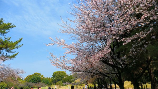 熊本水前寺成趣園,熊本城3028454